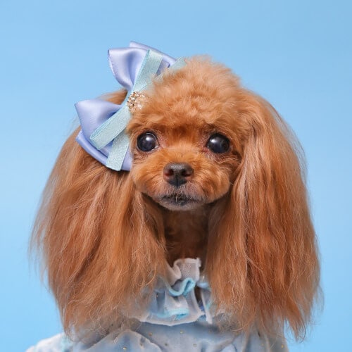 GODPIVA ビジューベルバレッタ 2025 秋 冬 【ゴッドピバ