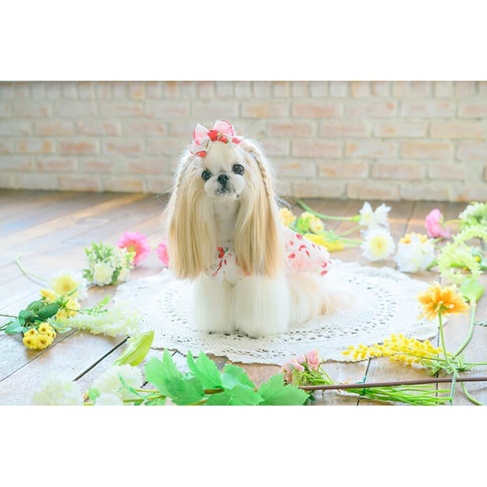 美品きゃんナナいちご柄シフォンドッキングワンピースMサイズ 楽天市場】きゃんナナ CanNana いちご柄シフォンドッキング