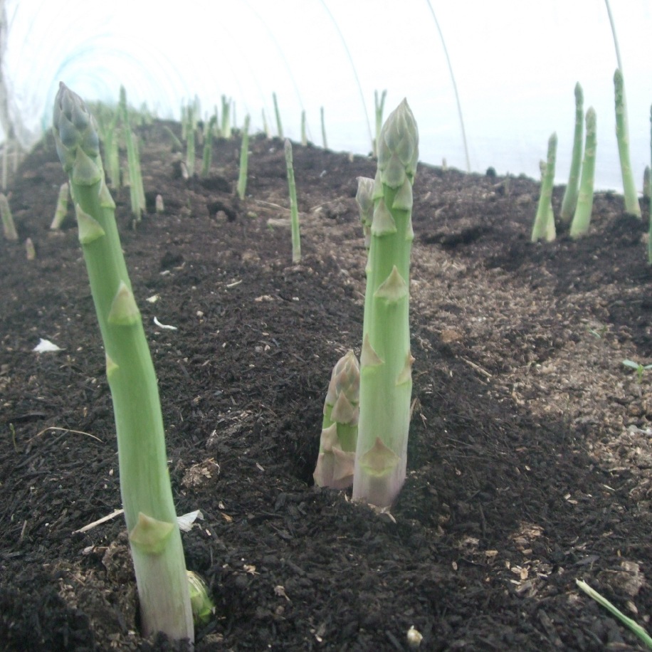 �̳�ƻ���ϥ������ݥ����ѥ�