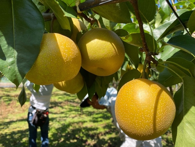 三種町産品】予約商品／安藤農園 梨（かおり・秋泉・南水）5kg