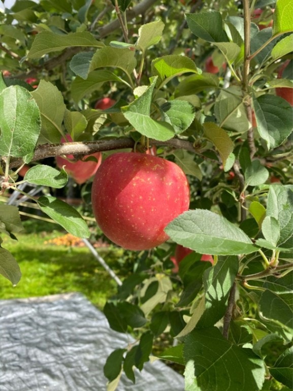 三種町産品】予約商品／安藤農園 りんご（おいらせ・早生ふじ）5