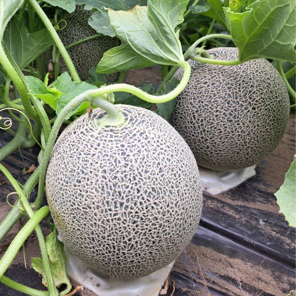 三種町産品】八竜メロン | お米・果物・野菜・加工食品,果物 | 秋田