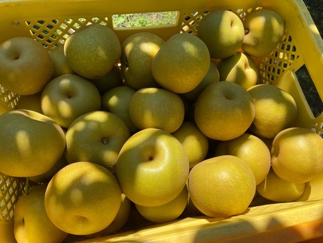 ڻĮʡͽʡƣ ʤꡦ5kg