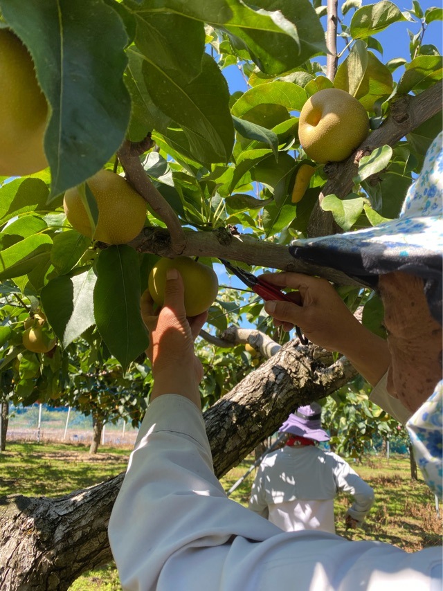 ڻĮʡ۰ƣ ʹ塦˭塦Ť5kg