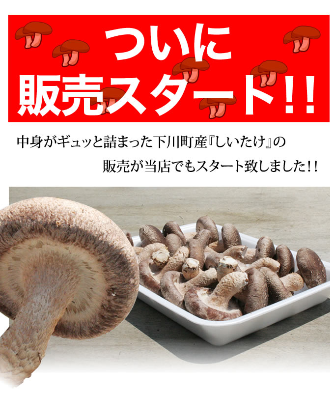 北海道下川町産☆きのこラボ 生しいたけ（菌床栽培）約500g 1