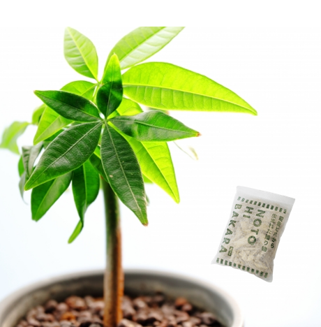 能登ヒバ サシェ | Noto Hiba Sachet | すべての商品 | NOTOHIBAKARA