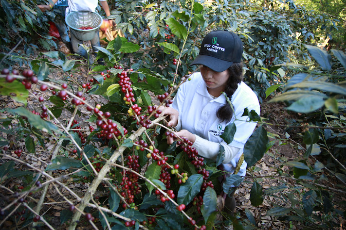 11.28発送GUATEMALA  / グアテマラ
