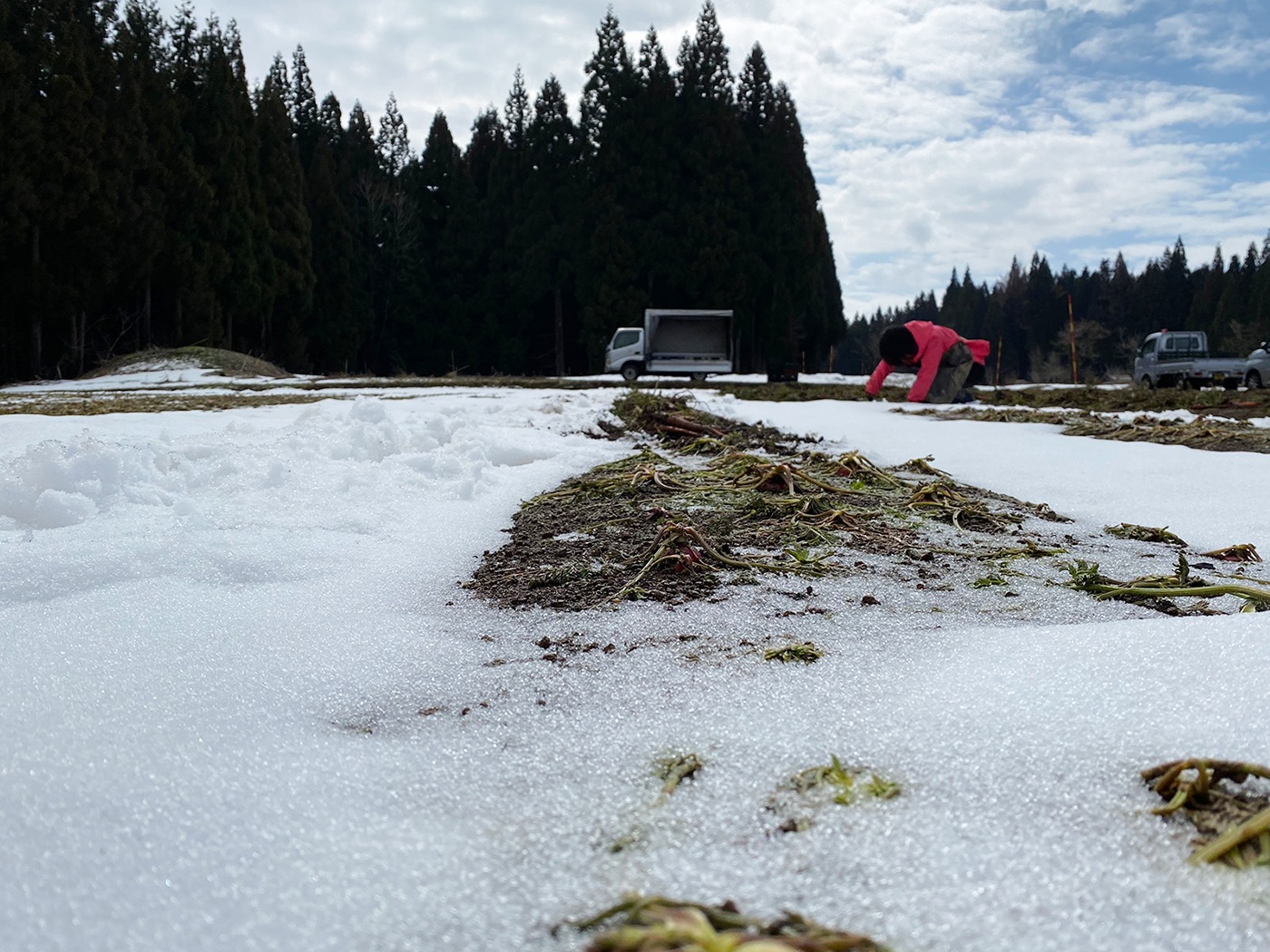 雪国生まれのおいしい人参ミックスジュース