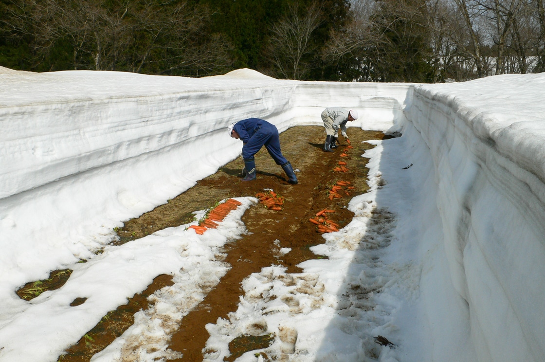 雪国生まれのおいしい人参ジュース