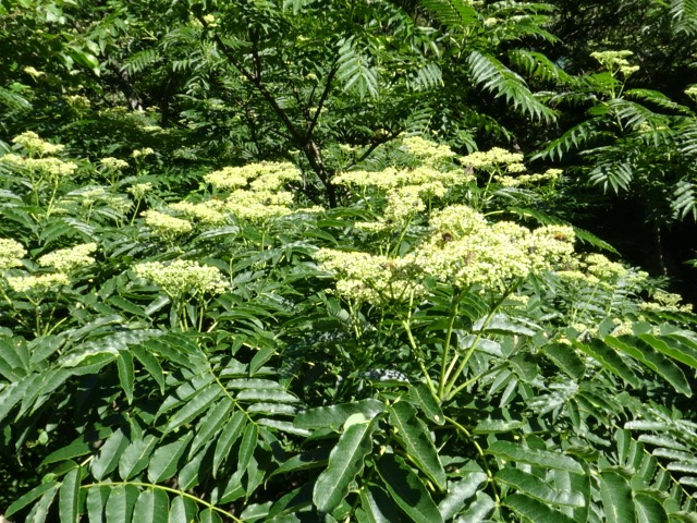 国産単花はちみつ　KIWA HONEY 【烏山椒】 愛媛（30ｇ）