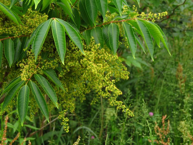 国産単花はちみつ KIWA HONEY 【ハゼ】 和歌山・愛媛(30g)