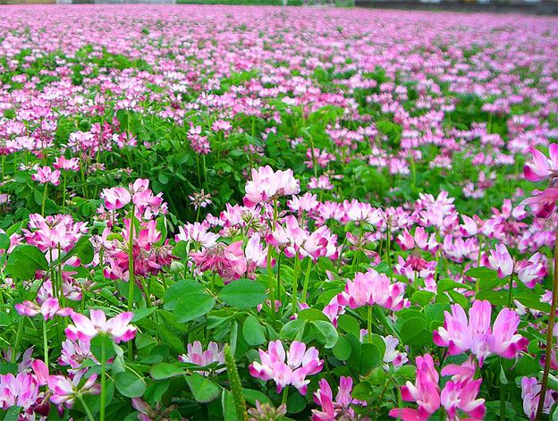 国産単花はちみつ KIWA HONEY 【れんげ】 福岡(30g)