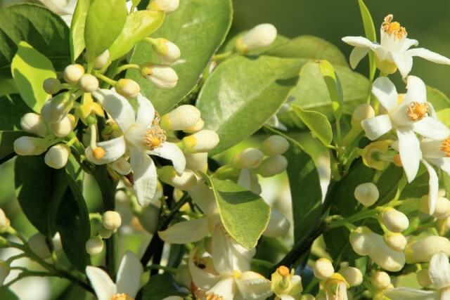 国産単花はちみつ　KIWA HONEY 【日向夏】 宮崎（30ｇ）