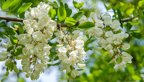 国産単花はちみつ　KIWA HONEY 【アカシア】 秋田・北海道（30ｇ）