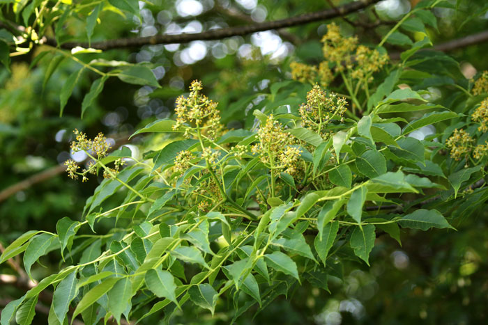 国産単花はちみつ KIWA HONEY 【キハダ】 北海道(30g)
