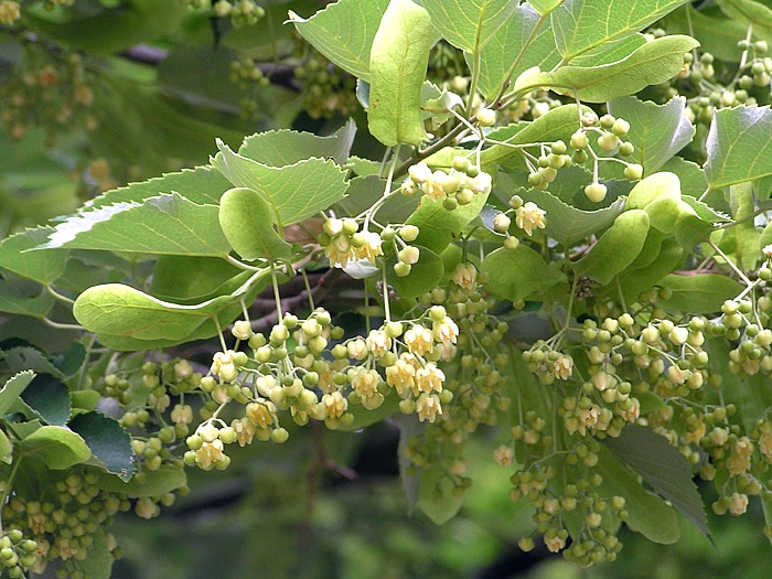 国産単花はちみつ KIWA HONEY 【菩提樹】 北海道(30g)