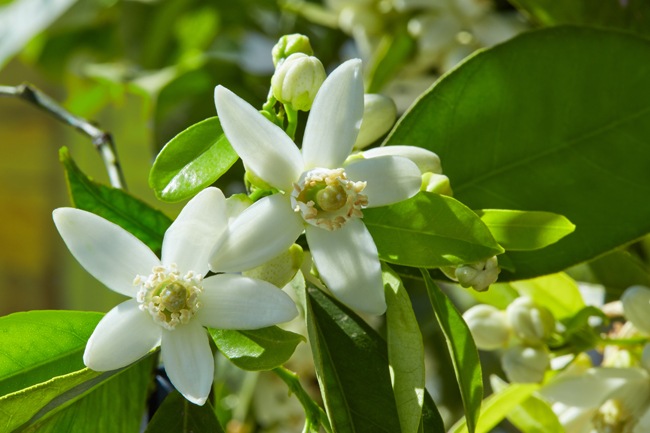 国産単花はちみつ　KIWA HONEY 【みかん】 和歌山・愛媛（300ｇ）