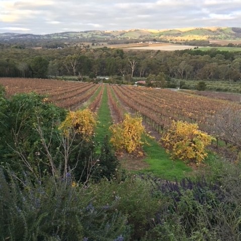 ワインズ・バイ・ジェフ・ハーディー【K1・オータムハーベスト】 / 南オーストラリア・アデレードヒルズ（350ml）