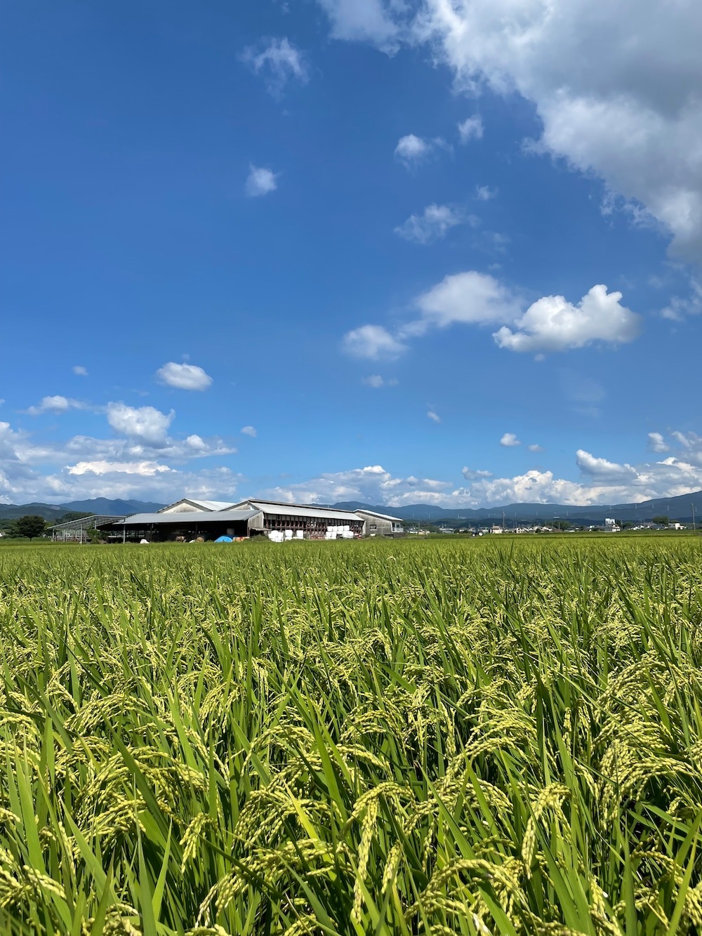 令和７年度産　白米　５kg｜菊池源吾米(有機JAS)