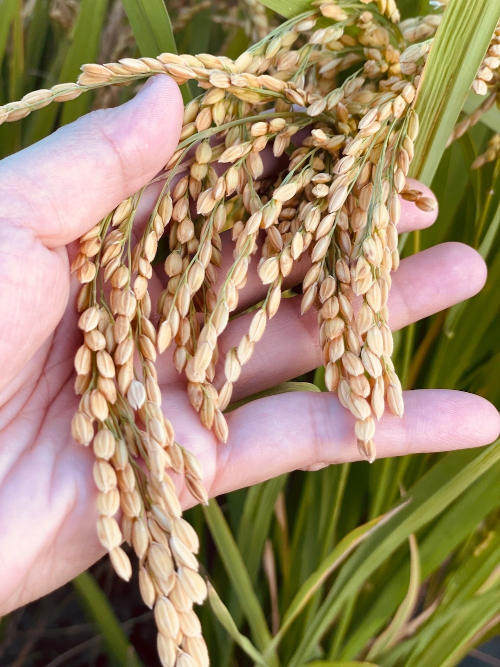 令和７年度産【新米】　玄米　３kg｜菊池源吾米(有機JAS)