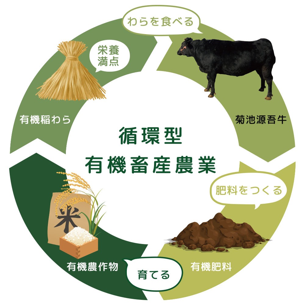 もつ鍋用モツ400g｜菊池源吾牛