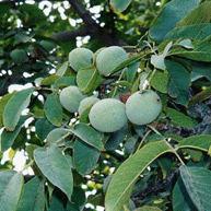 5ǾƤ߸ 140g207ޡ