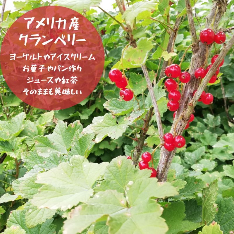 ٥꡼ ɥ饤ե롼 250g ꥫ ¤ ̵