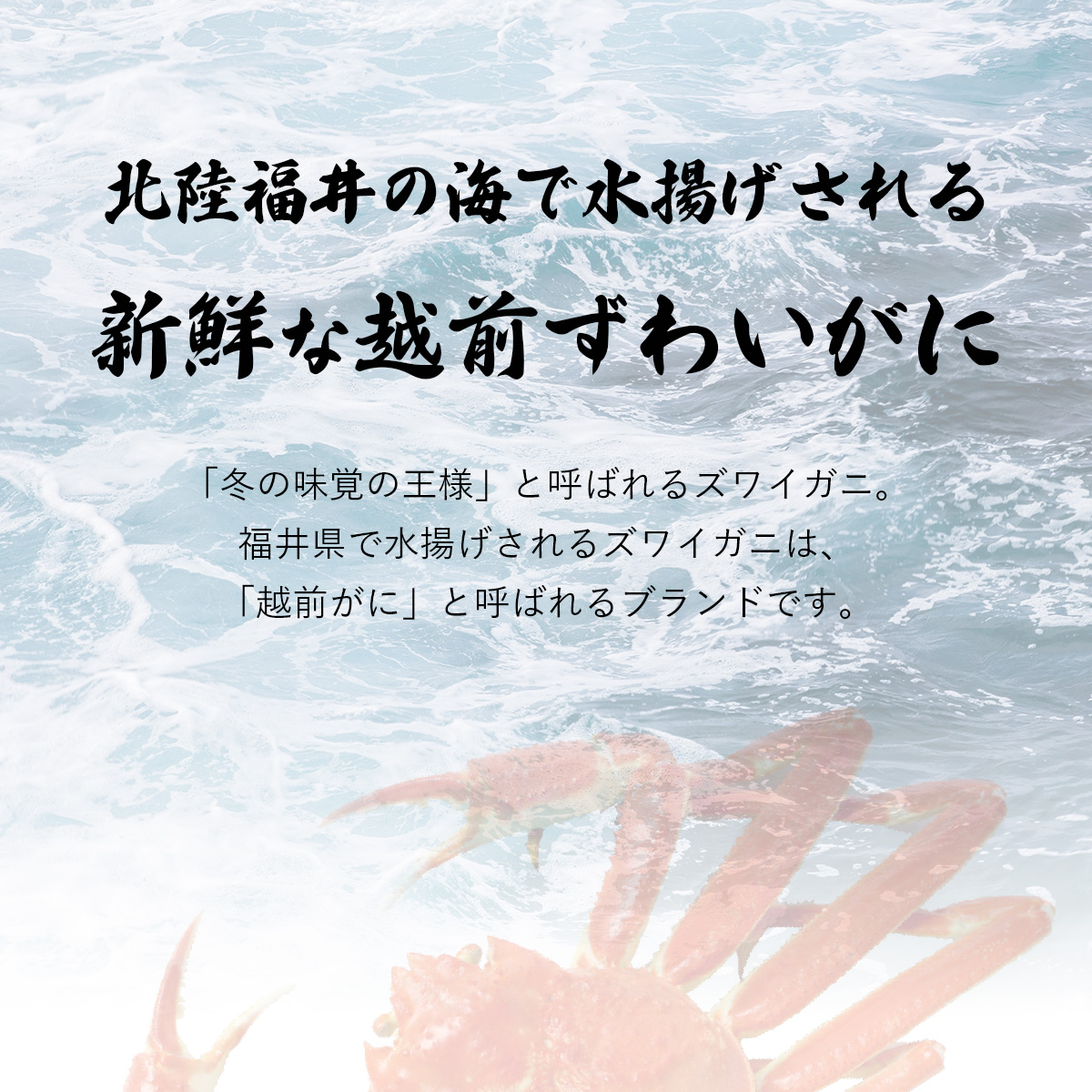 越前ずわいがに