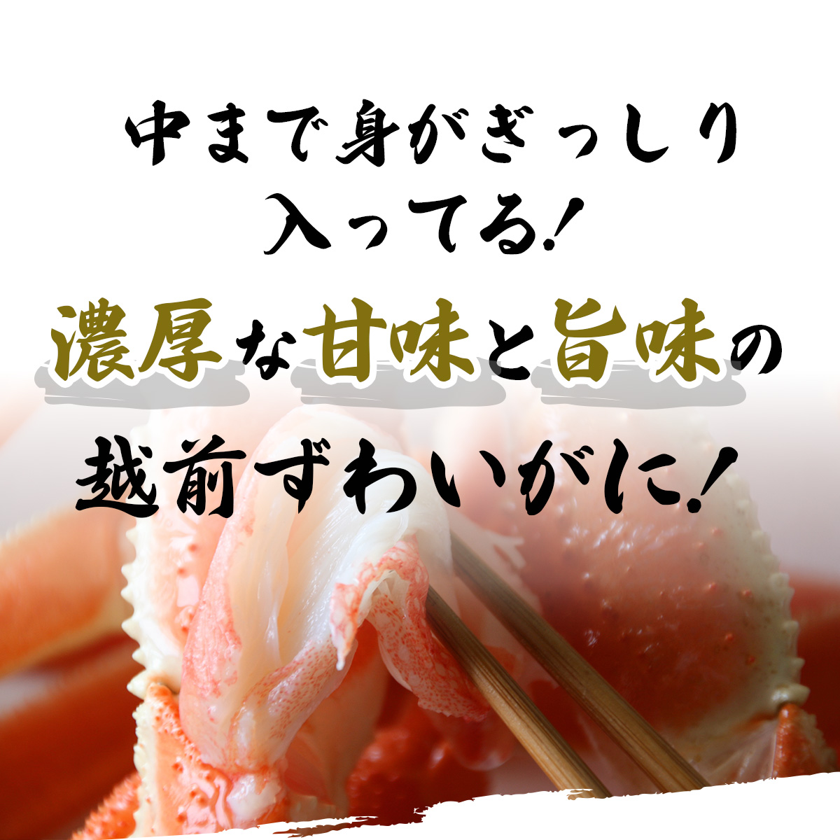 越前ずわいがに