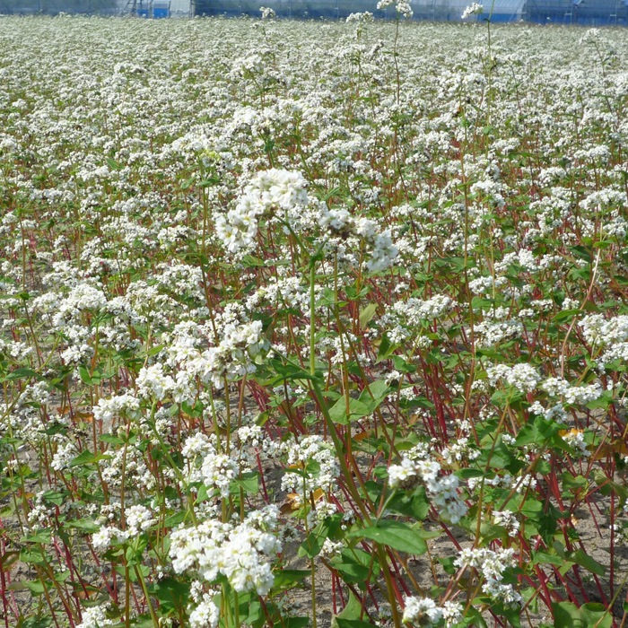 島根県安来産そば茶　１５０ｇ