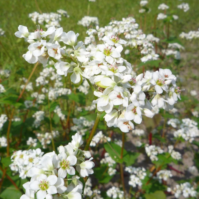 島根県安来産そば茶　１５０ｇ