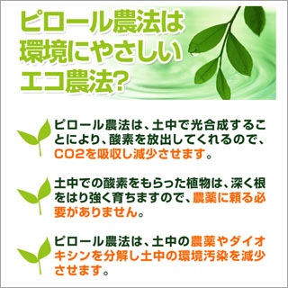 ڿ̸ ԥˡ 2kg̤ơˡơۡޤǽŶ6ǯ(2024ǯ) 绺ҥ
