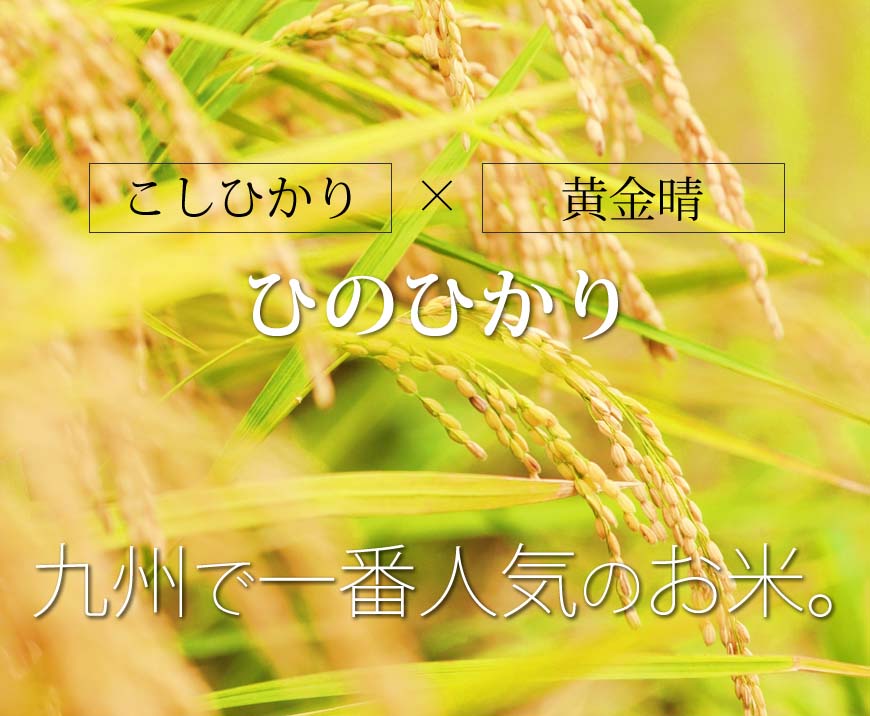 九州のお米 令和7年産 福岡県産無洗米ひのひかり [残留農薬不検出 / 一等米]