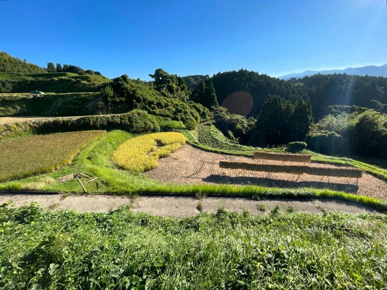 2025年しめ縄リース（緑米）