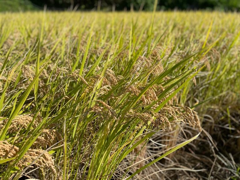 2025年しめ縄リース（緑米）