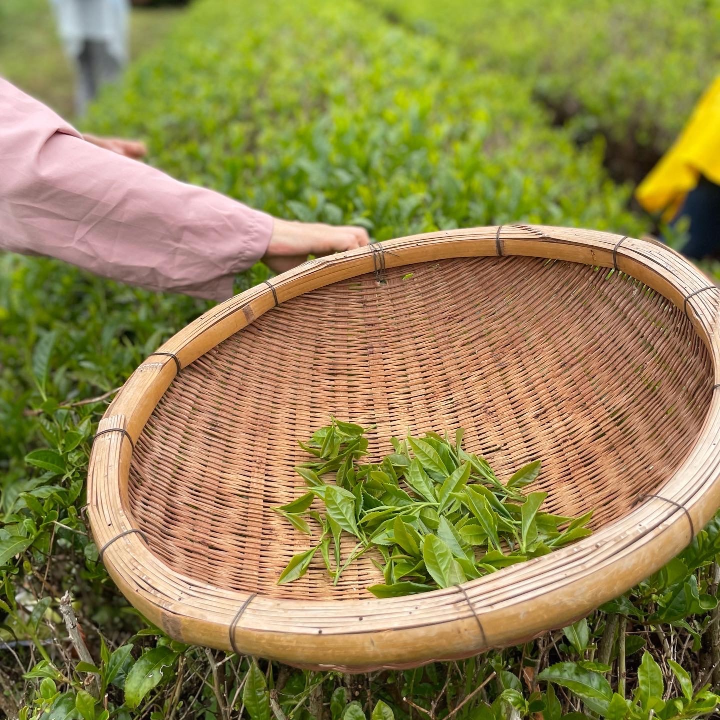正月用　抹茶　『　招福　』