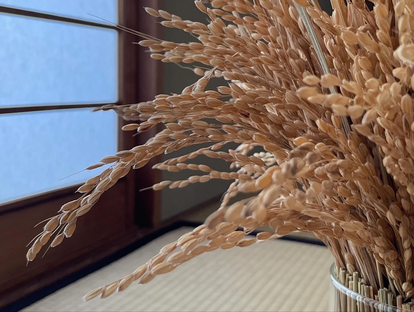 2025年新商品　稲守り（低）