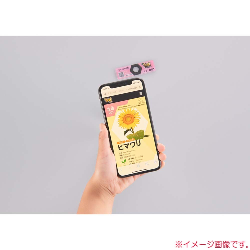レイメイ藤井 raymay 片手サイズのハンディ顕微鏡ZOOM 倍率60-120倍 ミクロ体感セット グリーン RXTG3M