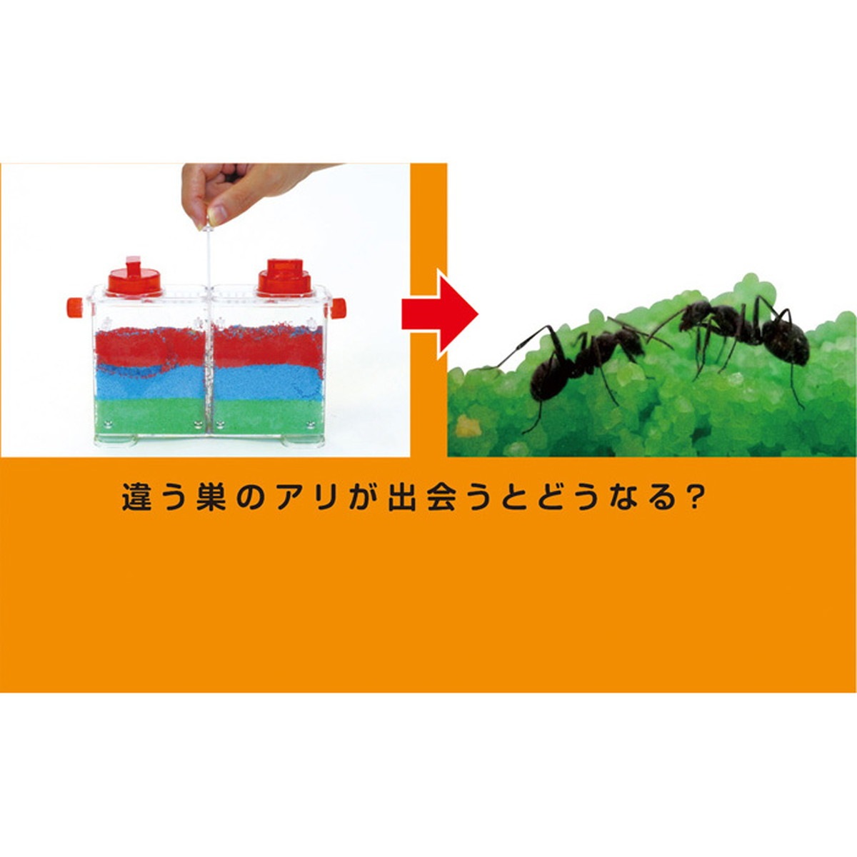 Artec(アーテック) アリさんまるごと観察セット #55704 | 全商品,趣味