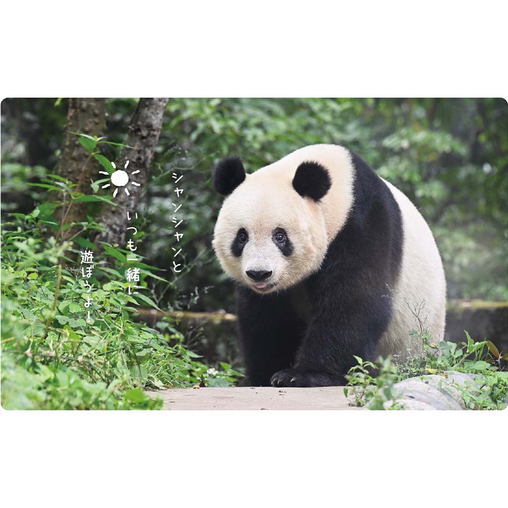 アートプリントジャパン 26年 カレンダー シャンシャン パンダ川柳 1000136893 1月はじまり