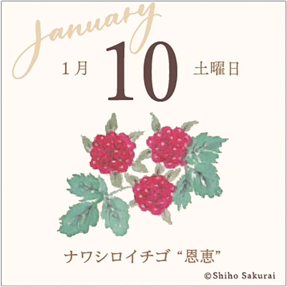 アートプリントジャパン 26年 カレンダー ミニチュア 日めくり 365日 花ことば 1000136914 1月はじまり