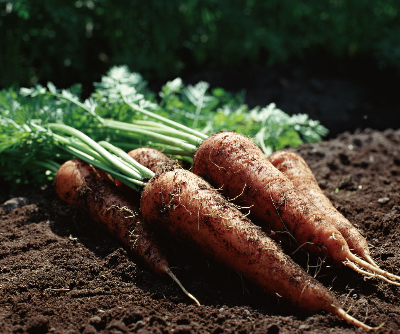 �˥󥸥󣱣����(���̺��ݡ�̵������̵���������ˢ������������˥󥸥�Ǥ���