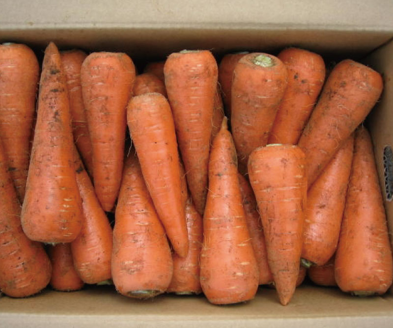 �˥󥸥󣱣����(���̺��ݡ�̵������̵���������ˢ������������˥󥸥�Ǥ���