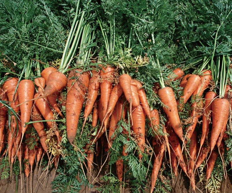 �˥󥸥󣱣����(���̺��ݡ�̵������̵���������ˢ������������˥󥸥�Ǥ���