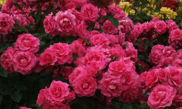 つるローズうらら（大苗予約）7号鉢植え バラ苗 つるバラ | バラ