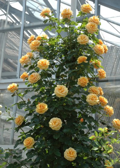 スター・チェイサー（大苗）7号鉢植え バラ苗 《農林水産省 登録品種