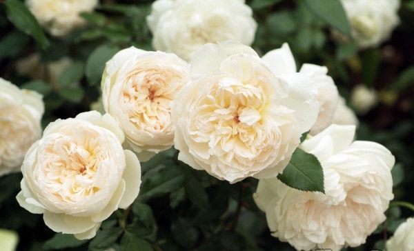 ボレロ（大苗予約）7号鉢植え バラ苗 《農林水産省 登録品種