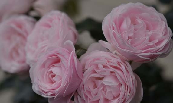 ハンス・ゲーネバイン（大苗）7号鉢植え バラ苗 《農林水産省 登録品種