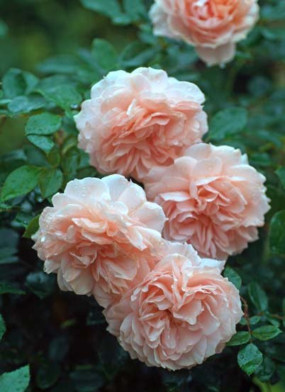 ガーデン・オブ・ローゼズ（大苗）7号鉢植え バラ苗 《農林水産省 登録