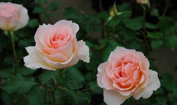 ヨハン・シュトラウス（大苗予約）7号鉢植え バラ苗 四季咲き